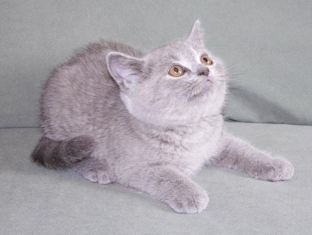 Britisch Kurzhaar (BKH), Katzenbabies, Katzenbabys, Kitten, (m/w)