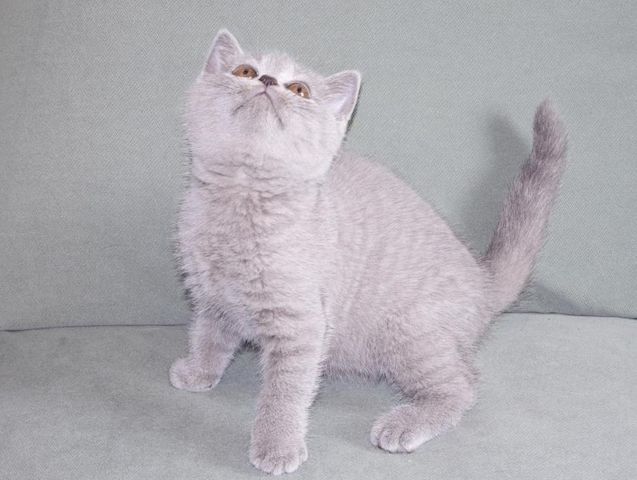 Britisch Kurzhaar (BKH), Katzenbabies, Katzenbabys, Kitten, (m/w)