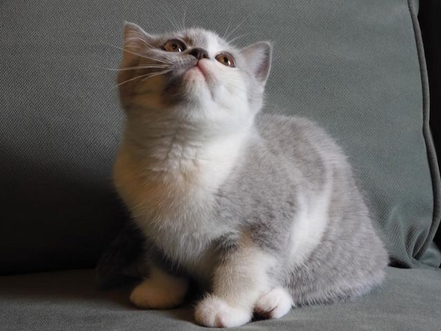 Britisch Kurzhaar (BKH), Katzenbabies, Katzenbabys, Kitten, (m/w)