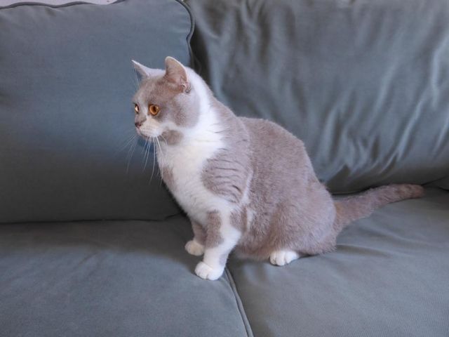Britisch Kurzhaar (BKH), Katzenbabies, Katzenbabys, Kitten, (m/w)