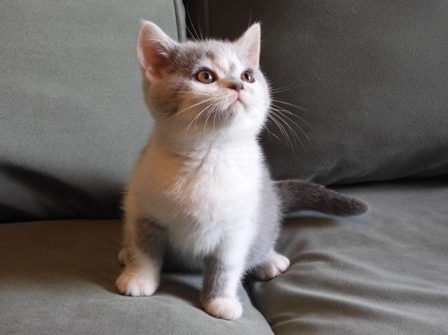 Britisch Kurzhaar (BKH), Katzenbabies, Katzenbabys, Kitten, (m/w)