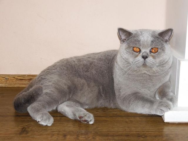 Britisch Kurzhaar (BKH), Katzenbabies, Katzenbabys, Kitten, (m/w)