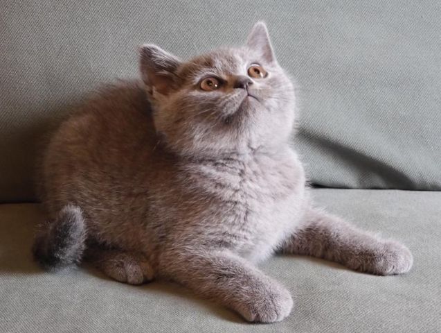 Britisch Kurzhaar (BKH), Katzenbabies, Katzenbabys, Kitten, (m/w)