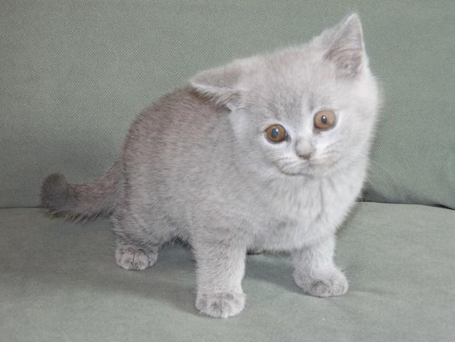 Britisch Kurzhaar (BKH), Katzenbabies, Katzenbabys, Kitten, (m/w)