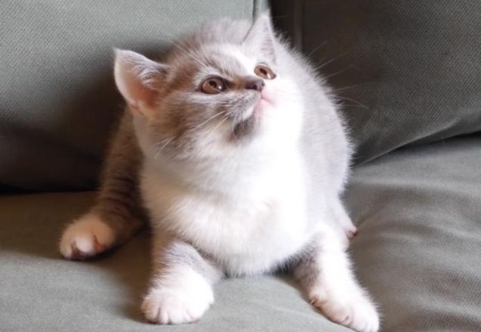 Britisch Kurzhaar (BKH), Katzenbabies, Katzenbabys, Kitten, (m/w)