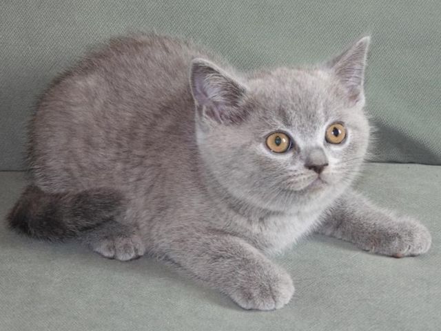Britisch Kurzhaar (BKH), Katzenbabies, Katzenbabys, Kitten, (m/w)