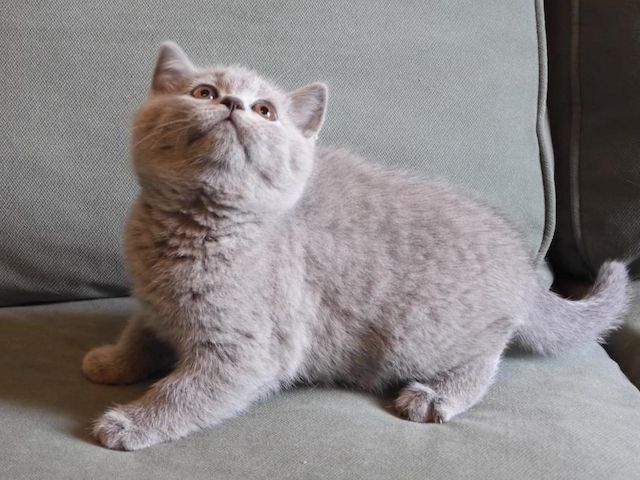 Britisch Kurzhaar (BKH), Katzenbabies, Katzenbabys, Kitten, (m/w)
