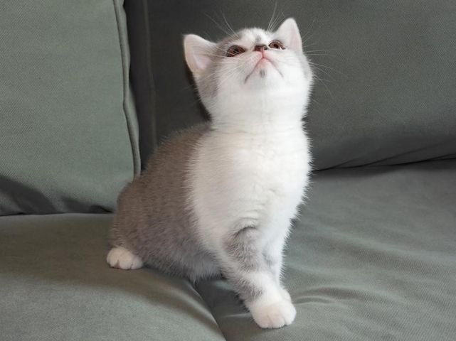 Britisch Kurzhaar (BKH), Katzenbabies, Katzenbabys, Kitten, (m/w)