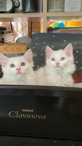 Wunderschöne weiße Türkisch Angora Kitten mit Ragdoll Mix
