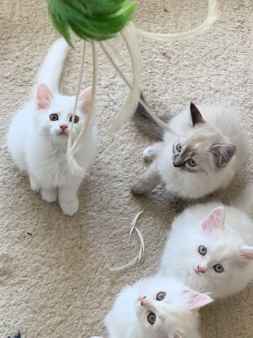 Wunderschöne weiße Türkisch Angora Kitten mit Ragdoll Mix