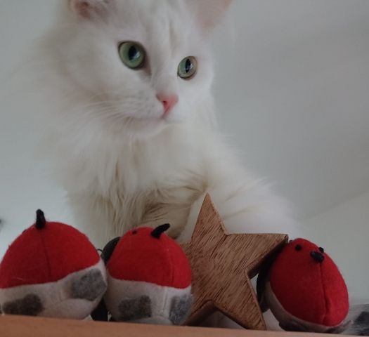 Wunderschöne weiße Türkisch Angora Kitten mit Ragdoll Mix