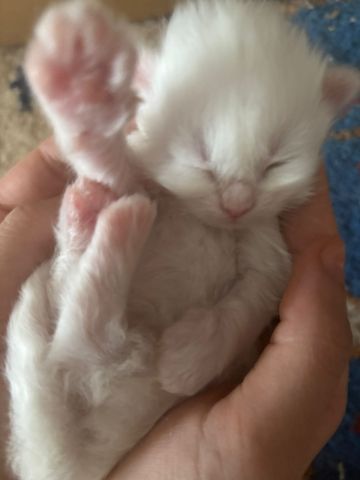 Wunderschöne weiße Türkisch Angora Kitten mit Ragdoll Mix