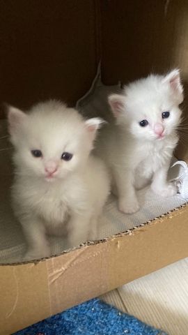 Wunderschöne weiße Türkisch Angora Kitten mit Ragdoll Mix