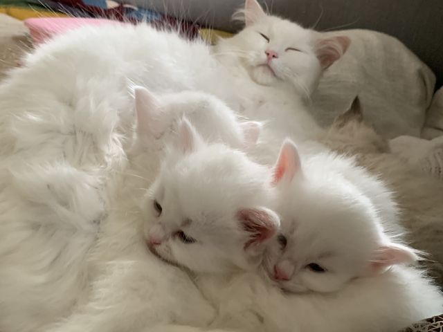 Wunderschöne weiße Türkisch Angora Kitten mit Ragdoll Mix