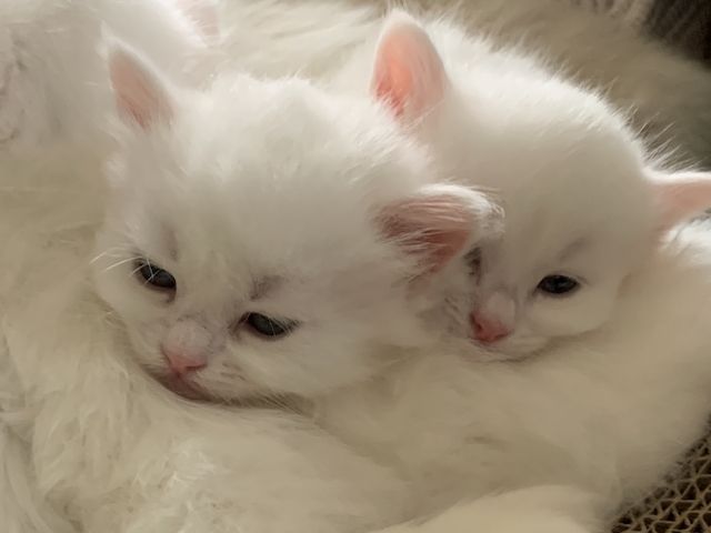 Wunderschöne weiße Türkisch Angora Kitten mit Ragdoll Mix