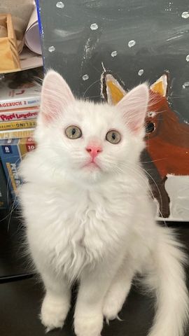 Wunderschöne weiße Türkisch Angora Kitten mit Ragdoll Mix