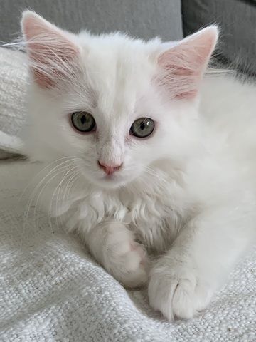 Wunderschöne weiße Türkisch Angora Kitten mit Ragdoll Mix