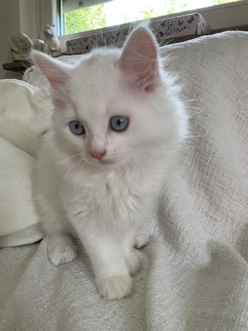 Wunderschöne weiße Türkisch Angora Kitten mit Ragdoll Mix