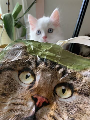 Wunderschöne weiße Türkisch Angora Kitten mit Ragdoll Mix