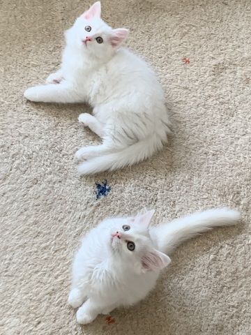 Wunderschöne weiße Türkisch Angora Kitten mit Ragdoll Mix