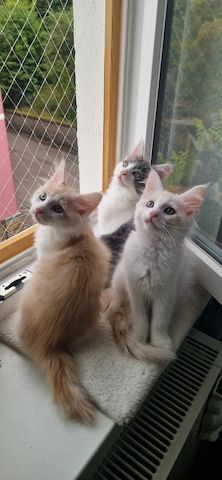 Maine Coon Kätzchen abzugeben