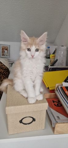 Maine Coon Kätzchen abzugeben