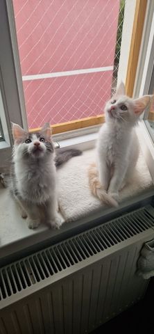 Maine Coon Kätzchen abzugeben