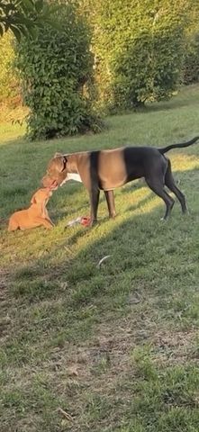 🐾 2 Welpen (Pitbull x Staffordshire) suchen noch ihr Zuhause 🐾