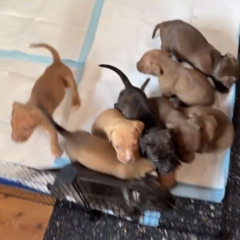 🐾 2 Welpen (Pitbull x Staffordshire) suchen noch ihr Zuhause 🐾