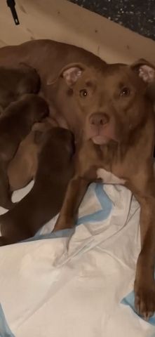 🐾 2 Welpen (Pitbull x Staffordshire) suchen noch ihr Zuhause 🐾