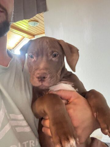 🐾 2 Welpen (Pitbull x Staffordshire) suchen noch ihr Zuhause 🐾