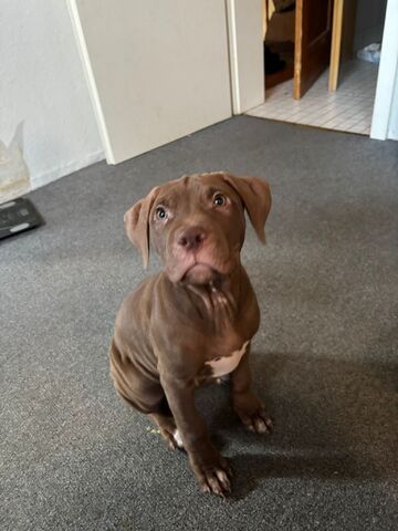🐾 2 Welpen (Pitbull x Staffordshire) suchen noch ihr Zuhause 🐾