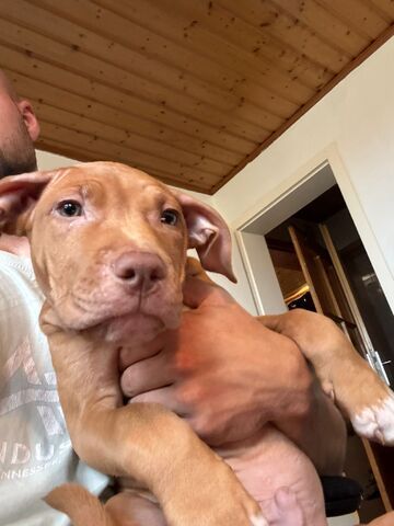 🐾 2 Welpen (Pitbull x Staffordshire) suchen noch ihr Zuhause 🐾