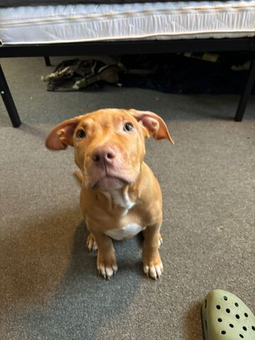 🐾 2 Welpen (Pitbull x Staffordshire) suchen noch ihr Zuhause 🐾