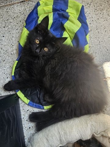 Nur noch diese entzückende Maine Coon Mädchen sucht ein liebevolles Zuhause