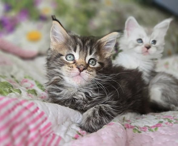 Wir bieten drei wunderschöne, reinrassige Maine Coon Kitten