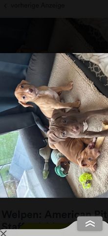 🐾 2 Welpen (Pitbull x Staffordshire) suchen noch ihr Zuhause 🐾