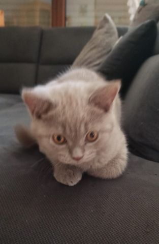 BKH Kitten Katerchen