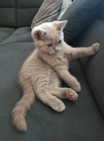 BKH Kitten Katerchen