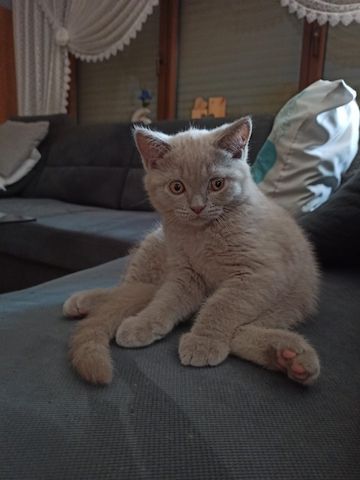 BKH Kitten Katerchen