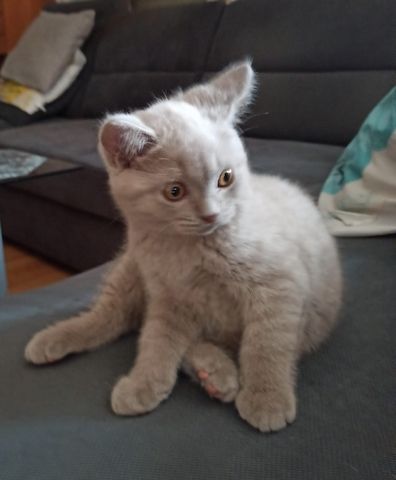 BKH Kitten Katerchen