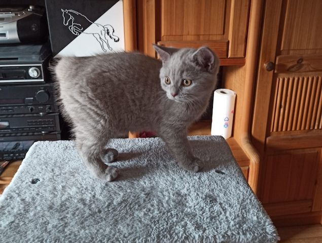 BKH Kitten Katerchen