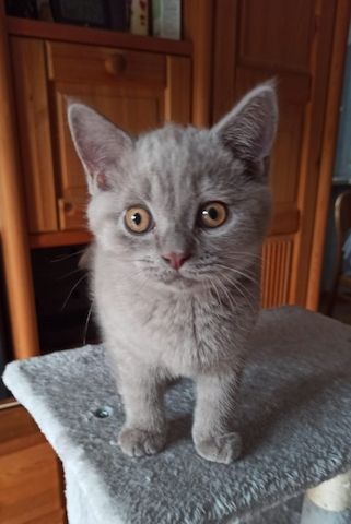 BKH Kitten Katerchen