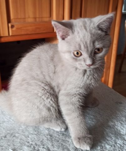 BKH Kitten Katerchen