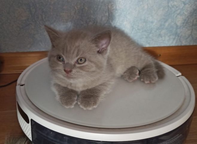 BKH Kitten Katerchen