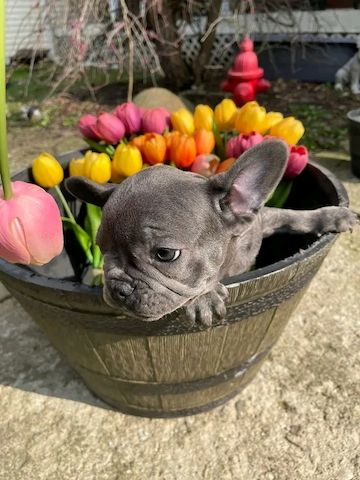 Blaue französische Bulldoggenwelpen zur Adoption