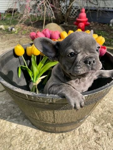 Blaue französische Bulldoggenwelpen zur Adoption