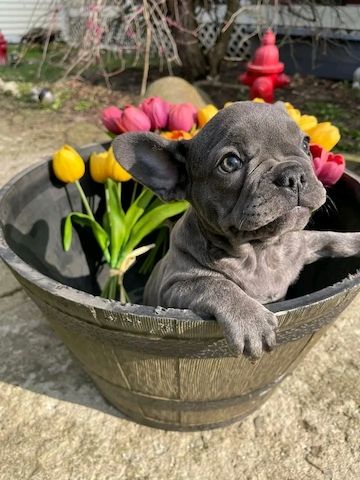 Blaue französische Bulldoggenwelpen zur Adoption