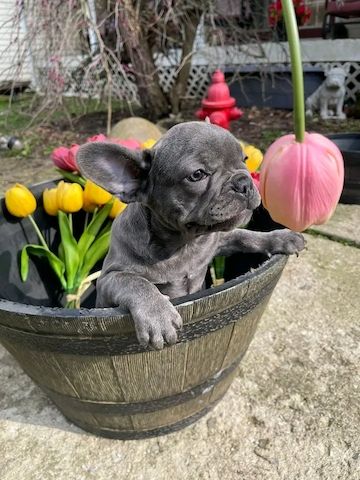 Blaue französische Bulldoggenwelpen zur Adoption