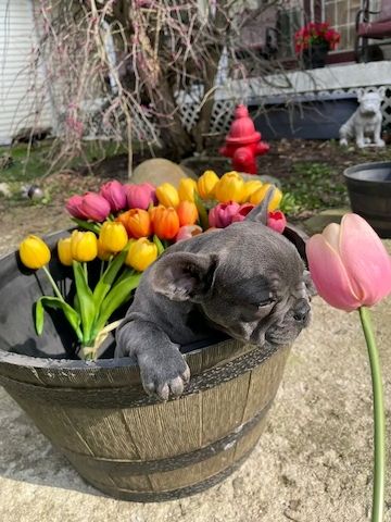 Blaue französische Bulldoggenwelpen zur Adoption
